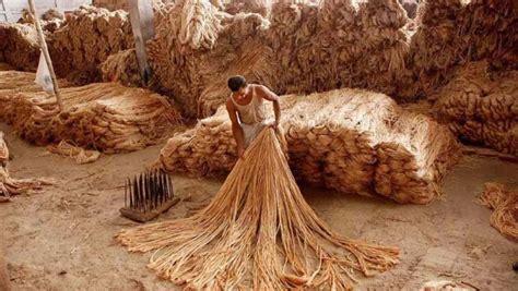 Jute:  The Unsung Hero for Sustainable Textiles and Biocomposites!